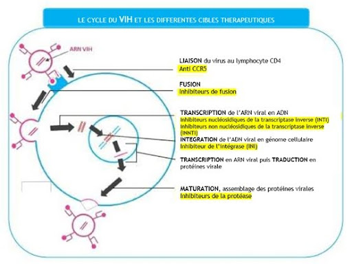 Le cycle du vih
